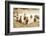 San Cristobol Horses-Lisa Dearing-Framed Photographic Print