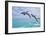 San Diego, California - Jumping Dolphins-Lantern Press-Framed Art Print