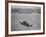 San Francisco Bay Alcatraz-null-Framed Photographic Print