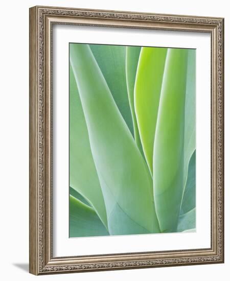 San Francisco Botanical Garden, Golden Gate Park, San Francisco, California, Usa-Rob Tilley-Framed Photographic Print