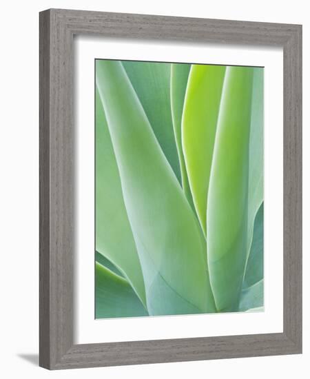 San Francisco Botanical Garden, Golden Gate Park, San Francisco, California, Usa-Rob Tilley-Framed Photographic Print