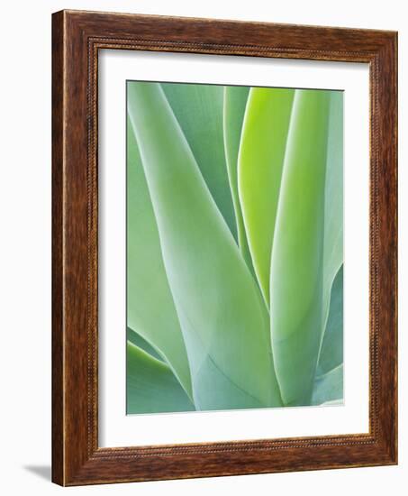 San Francisco Botanical Garden, Golden Gate Park, San Francisco, California, Usa-Rob Tilley-Framed Photographic Print