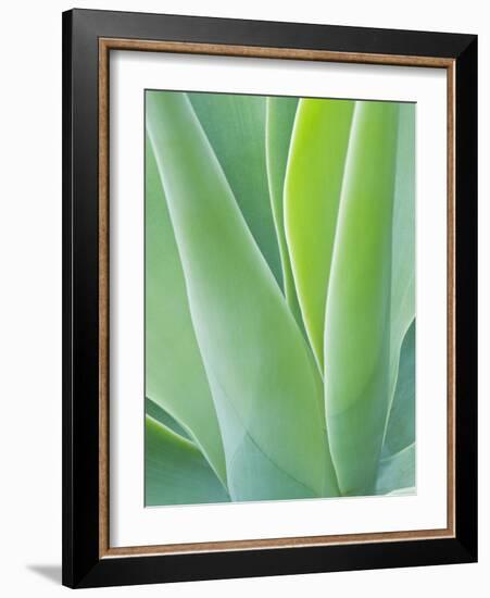 San Francisco Botanical Garden, Golden Gate Park, San Francisco, California, Usa-Rob Tilley-Framed Photographic Print