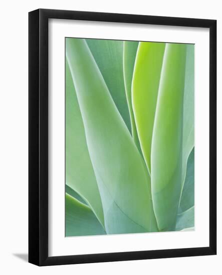 San Francisco Botanical Garden, Golden Gate Park, San Francisco, California, Usa-Rob Tilley-Framed Photographic Print