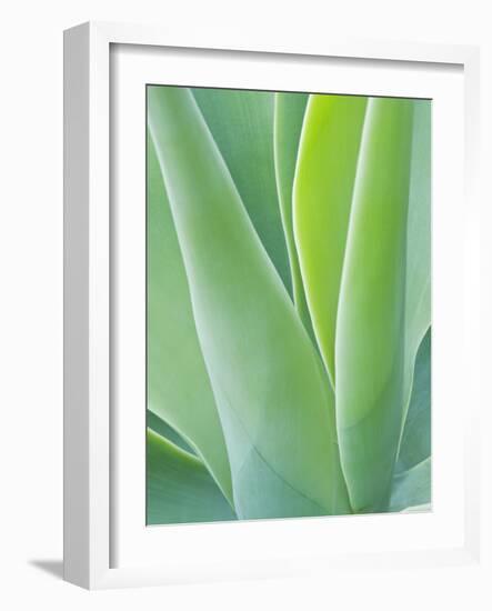 San Francisco Botanical Garden, Golden Gate Park, San Francisco, California, Usa-Rob Tilley-Framed Photographic Print