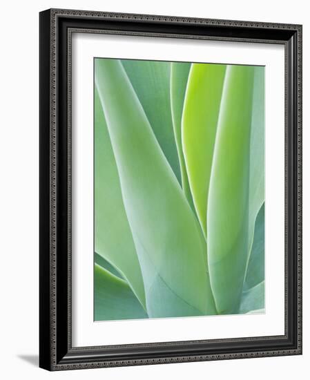 San Francisco Botanical Garden, Golden Gate Park, San Francisco, California, Usa-Rob Tilley-Framed Photographic Print