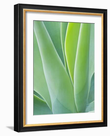 San Francisco Botanical Garden, Golden Gate Park, San Francisco, California, Usa-Rob Tilley-Framed Photographic Print