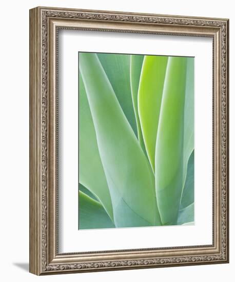 San Francisco Botanical Garden, Golden Gate Park, San Francisco, California, Usa-Rob Tilley-Framed Photographic Print