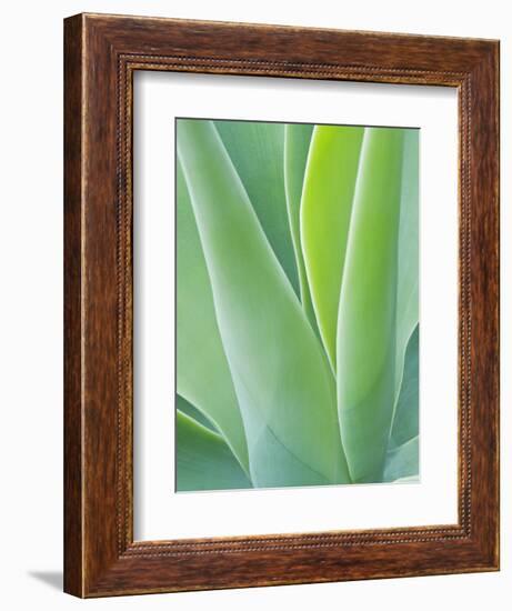 San Francisco Botanical Garden, Golden Gate Park, San Francisco, California, Usa-Rob Tilley-Framed Photographic Print