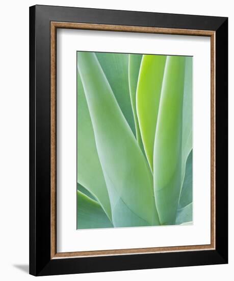 San Francisco Botanical Garden, Golden Gate Park, San Francisco, California, Usa-Rob Tilley-Framed Photographic Print