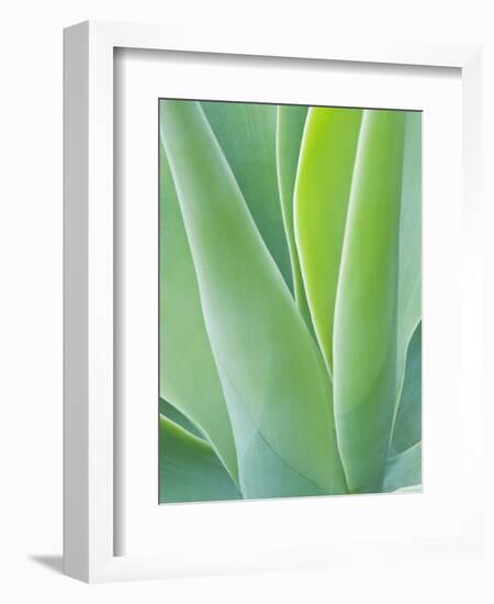 San Francisco Botanical Garden, Golden Gate Park, San Francisco, California, Usa-Rob Tilley-Framed Photographic Print