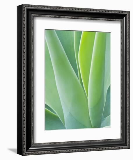 San Francisco Botanical Garden, Golden Gate Park, San Francisco, California, Usa-Rob Tilley-Framed Photographic Print