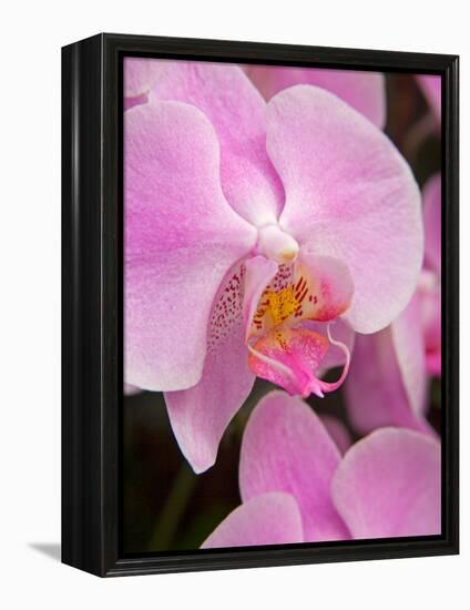 San Francisco Conservatory of Flowers. A pink orchid in the Phalaenopsis family-Julie Eggers-Framed Premier Image Canvas