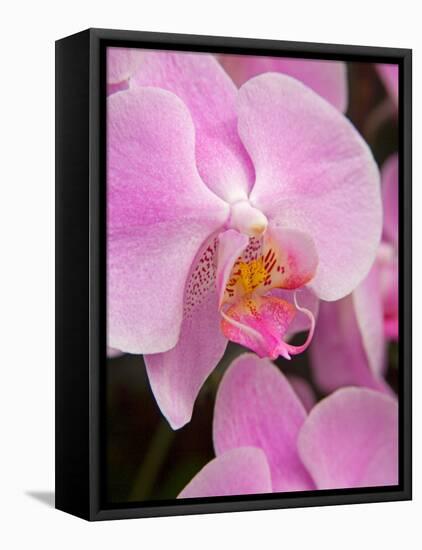 San Francisco Conservatory of Flowers. A pink orchid in the Phalaenopsis family-Julie Eggers-Framed Premier Image Canvas