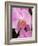 San Francisco Conservatory of Flowers. A pink orchid in the Phalaenopsis family-Julie Eggers-Framed Photographic Print