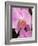 San Francisco Conservatory of Flowers. A pink orchid in the Phalaenopsis family-Julie Eggers-Framed Photographic Print