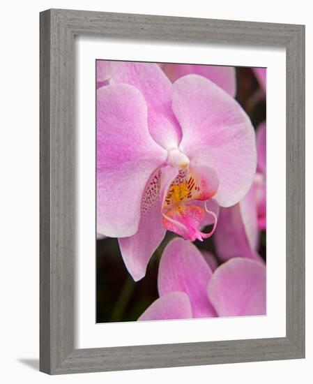 San Francisco Conservatory of Flowers. A pink orchid in the Phalaenopsis family-Julie Eggers-Framed Photographic Print