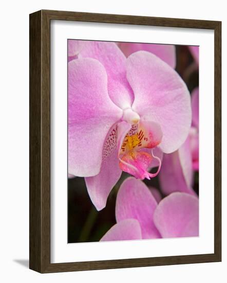 San Francisco Conservatory of Flowers. A pink orchid in the Phalaenopsis family-Julie Eggers-Framed Photographic Print