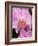 San Francisco Conservatory of Flowers. A pink orchid in the Phalaenopsis family-Julie Eggers-Framed Photographic Print