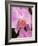 San Francisco Conservatory of Flowers. A pink orchid in the Phalaenopsis family-Julie Eggers-Framed Photographic Print