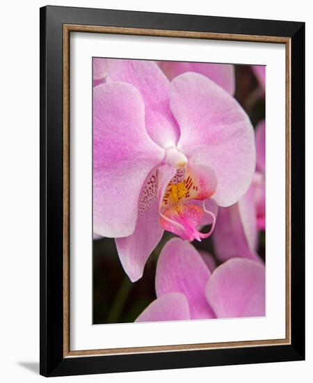 San Francisco Conservatory of Flowers. A pink orchid in the Phalaenopsis family-Julie Eggers-Framed Photographic Print