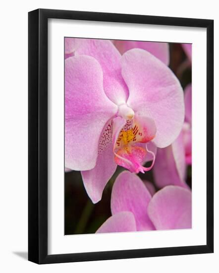 San Francisco Conservatory of Flowers. A pink orchid in the Phalaenopsis family-Julie Eggers-Framed Photographic Print