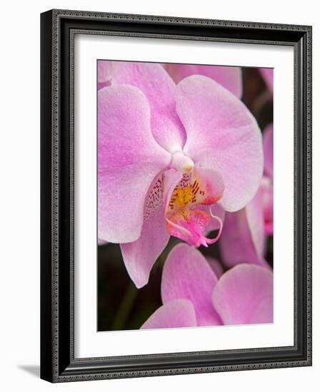 San Francisco Conservatory of Flowers. A pink orchid in the Phalaenopsis family-Julie Eggers-Framed Photographic Print