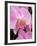 San Francisco Conservatory of Flowers. A pink orchid in the Phalaenopsis family-Julie Eggers-Framed Photographic Print