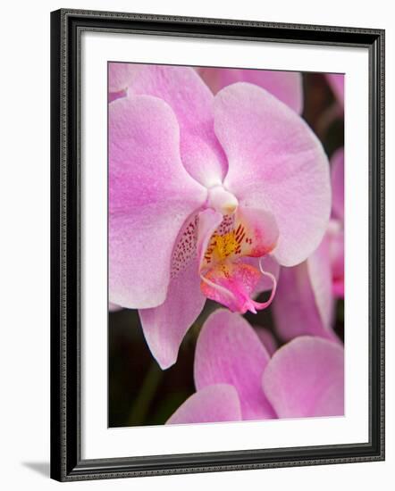 San Francisco Conservatory of Flowers. A pink orchid in the Phalaenopsis family-Julie Eggers-Framed Photographic Print