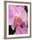 San Francisco Conservatory of Flowers. A pink orchid in the Phalaenopsis family-Julie Eggers-Framed Photographic Print