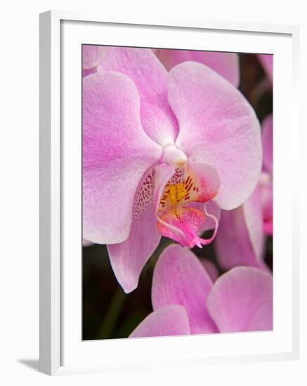 San Francisco Conservatory of Flowers. A pink orchid in the Phalaenopsis family-Julie Eggers-Framed Photographic Print