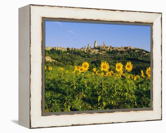 San Gimignano and Field of Sunflowers, Tuscany, Italy-Bruno Morandi-Framed Premier Image Canvas