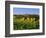 San Gimignano and Field of Sunflowers, Tuscany, Italy-Bruno Morandi-Framed Photographic Print