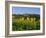 San Gimignano and Field of Sunflowers, Tuscany, Italy-Bruno Morandi-Framed Photographic Print