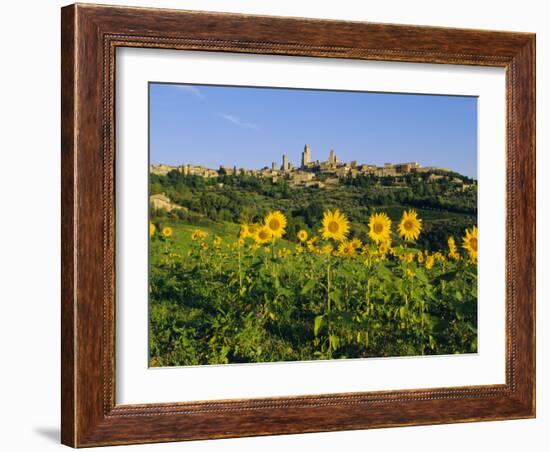 San Gimignano and Field of Sunflowers, Tuscany, Italy-Bruno Morandi-Framed Photographic Print