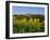 San Gimignano and Field of Sunflowers, Tuscany, Italy-Bruno Morandi-Framed Photographic Print