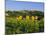 San Gimignano and Field of Sunflowers, Tuscany, Italy-Bruno Morandi-Mounted Photographic Print