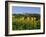 San Gimignano and Field of Sunflowers, Tuscany, Italy-Bruno Morandi-Framed Photographic Print