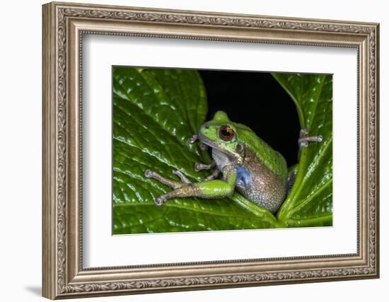 San Lucas Marsupial Frog, Andes, Ecuador-Pete Oxford-Framed Photographic Print