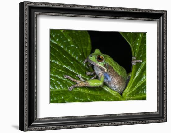 San Lucas Marsupial Frog, Andes, Ecuador-Pete Oxford-Framed Photographic Print