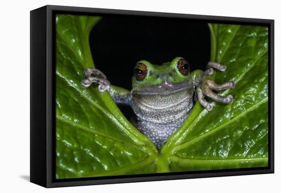 San Lucas Marsupial Frog, Andes, Ecuador-Pete Oxford-Framed Premier Image Canvas