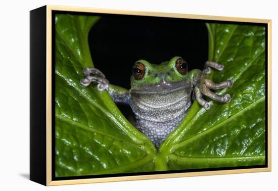 San Lucas Marsupial Frog, Andes, Ecuador-Pete Oxford-Framed Premier Image Canvas