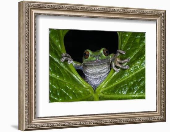 San Lucas Marsupial Frog, Andes, Ecuador-Pete Oxford-Framed Photographic Print