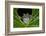 San Lucas Marsupial Frog, Andes, Ecuador-Pete Oxford-Framed Photographic Print