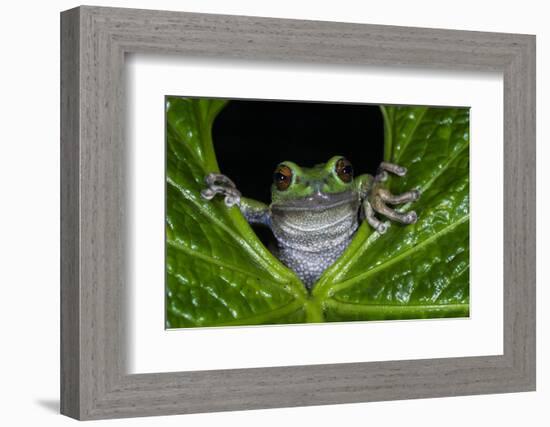 San Lucas Marsupial Frog, Andes, Ecuador-Pete Oxford-Framed Photographic Print