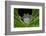 San Lucas Marsupial Frog, Andes, Ecuador-Pete Oxford-Framed Photographic Print