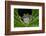 San Lucas Marsupial Frog, Andes, Ecuador-Pete Oxford-Framed Photographic Print