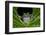 San Lucas Marsupial Frog, Andes, Ecuador-Pete Oxford-Framed Photographic Print