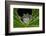 San Lucas Marsupial Frog, Andes, Ecuador-Pete Oxford-Framed Photographic Print