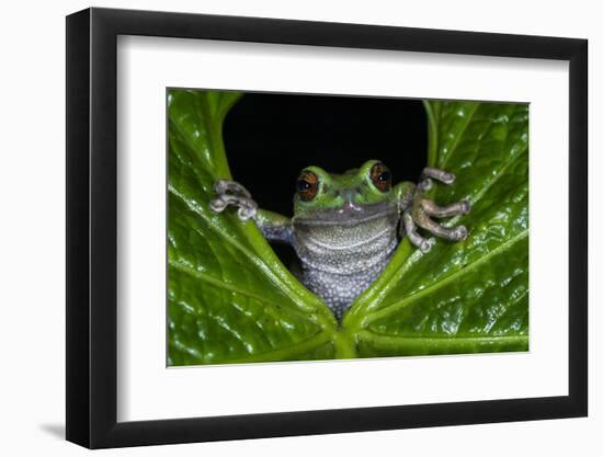 San Lucas Marsupial Frog, Andes, Ecuador-Pete Oxford-Framed Photographic Print